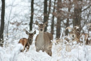 Экскурсия в государственную резиденцию Залесье
